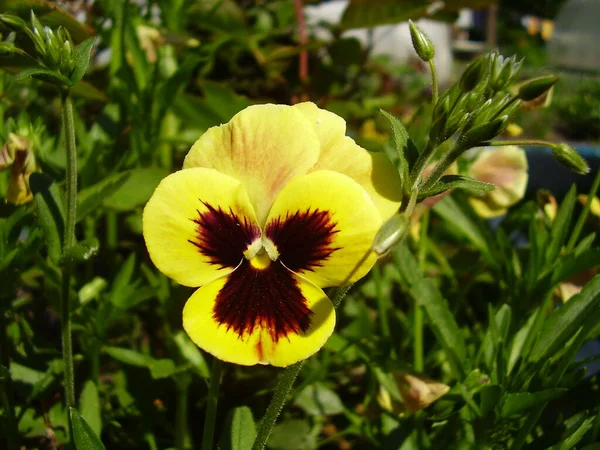 Beautiful pansies in the summer garden (photo 4) — Stock Image Beautiful Pansies Summer Garden Photo Stock Photo