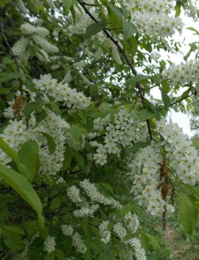 Ormanda güzel mayday ağaçları çiçek açar (Fotoğraf 3)