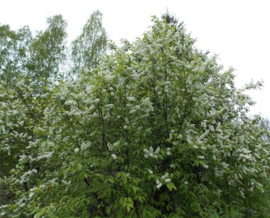 Ormanda güzel mayday ağaçları çiçek açar (Fotoğraf 1)