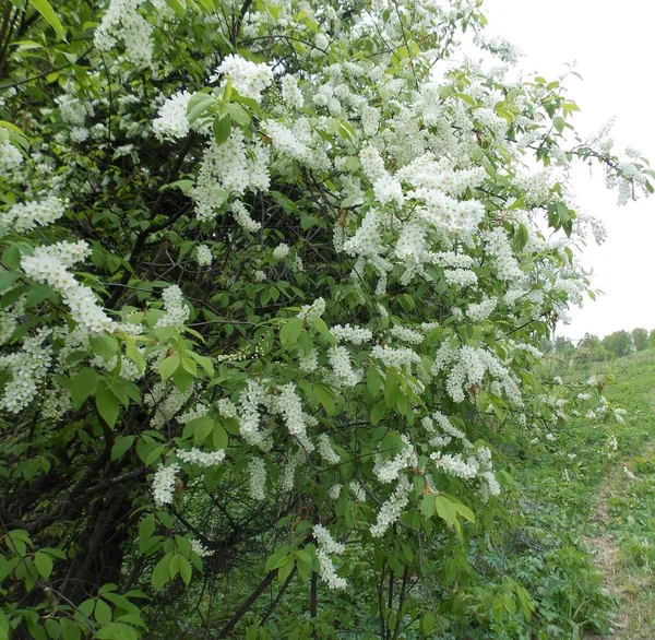 Magnifique Arbre Mai Fleurit Dans Forêt Photo — Photo