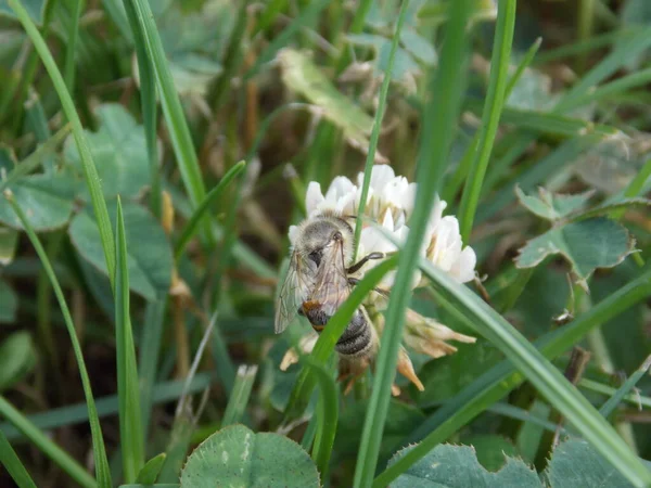 Abeille Sur Beau Trèfle Blanc Fleurs Photo — Photo