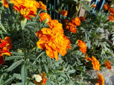 Yaz bahçesinde güzel turuncu kadife çiçekleri (fotoğraf 8)