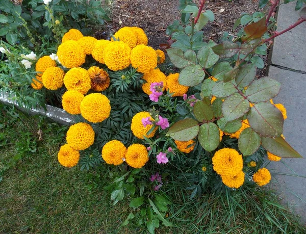 Prachtige Oranje Goudsbloemen Zomertuin Foto — Stockfoto