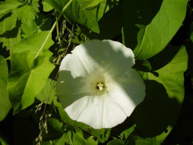 Güzel yeşil bağyosunu (fotoğraf 5)