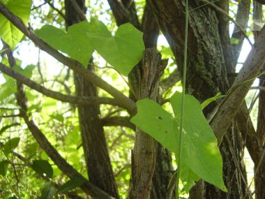 Güzel yeşil bağyosunu (fotoğraf 3)