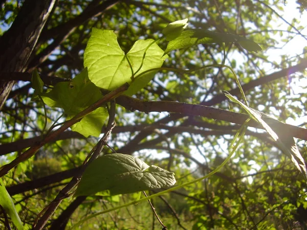 Όμορφο Πράσινο Bindweed Φωτογραφία — Φωτογραφία Αρχείου