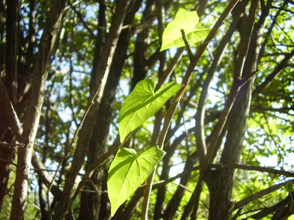 Όμορφο Πράσινο Bindweed Φωτογραφία — Φωτογραφία Αρχείου