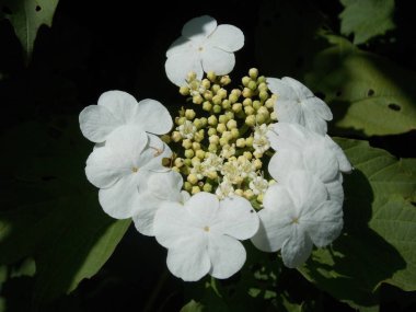 Kırmızı viburyumun güzel beyaz çiçekleri (fotoğraf 3)