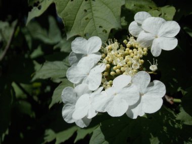 Kırmızı viburnum 'un güzel beyaz çiçekleri (fotoğraf 2)