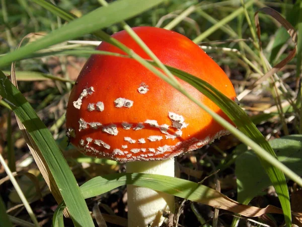 Czerwona Amanita Zielonej Trawie Zdjęcie — Zdjęcie stockowe