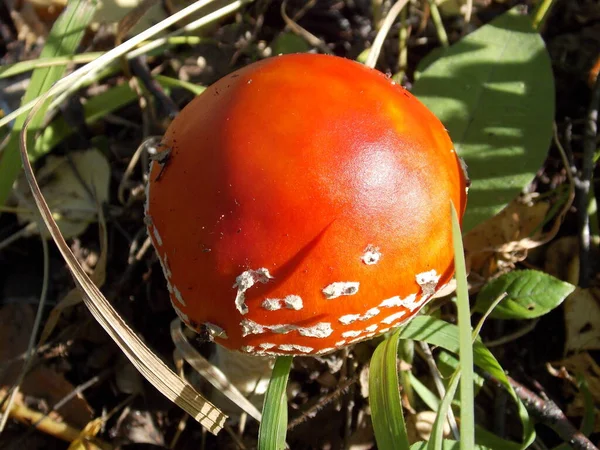 Czerwona Amanita Zielonej Trawie Zdjęcie — Zdjęcie stockowe