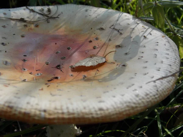 Biała Amanita Zielonej Trawie Zdjęcie — Zdjęcie stockowe