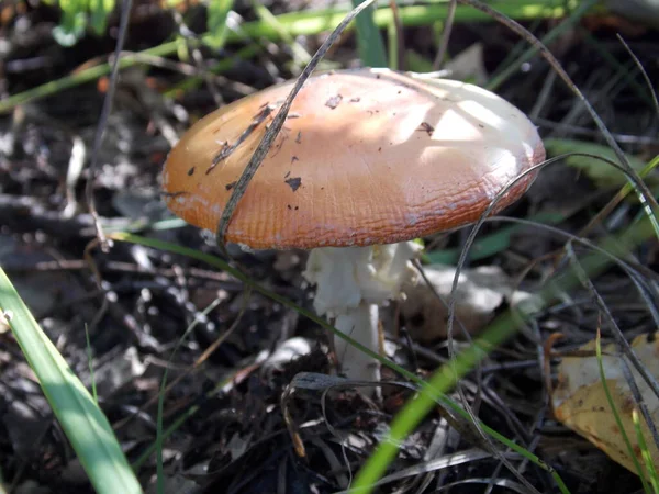 Czerwona Amanita Zielonej Trawie Zdjęcie — Zdjęcie stockowe