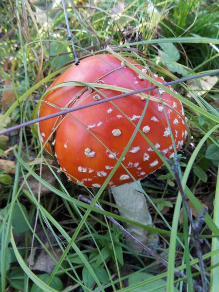 Czerwona Amanita Zielonej Trawie Zdjęcie — Zdjęcie stockowe