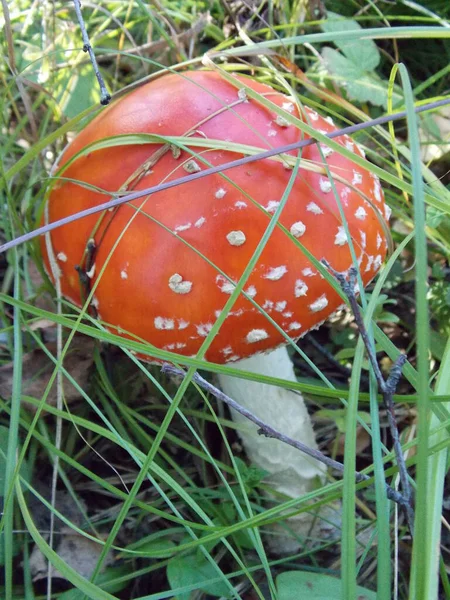 Czerwona Amanita Zielonej Trawie Zdjęcie — Zdjęcie stockowe