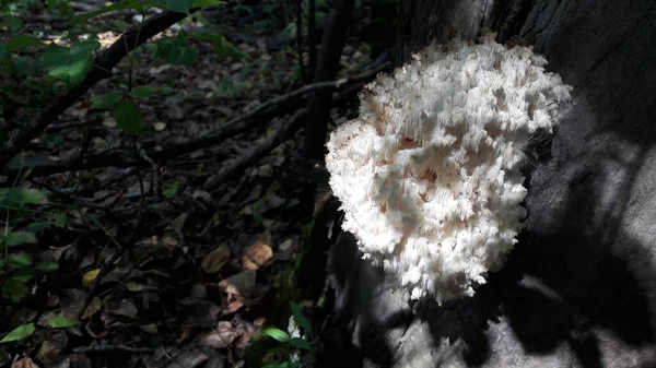 White Fungus Mold Wood — Stock Photo, Image