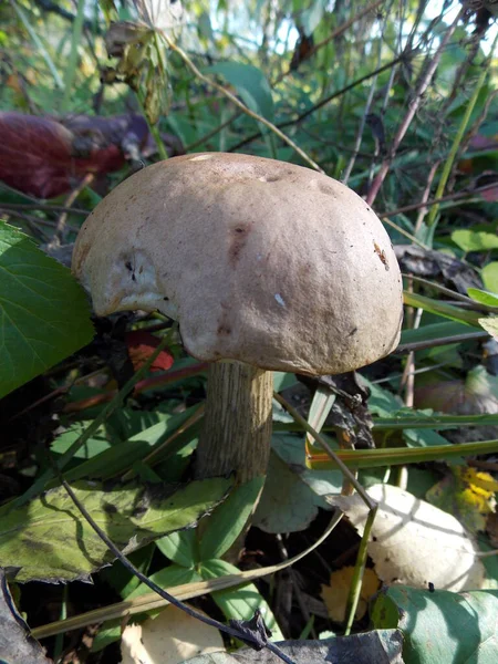 Brązowy Bolete Brzozy Zielonej Trawie — Zdjęcie stockowe