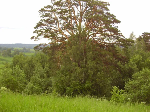 Lonely Tall Green Pine Photo — Stock Photo, Image