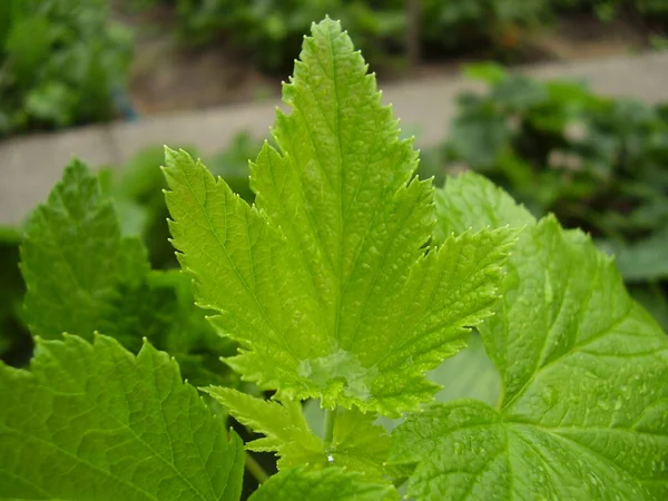 Folhas Verdes Passa Corinto — Fotografia de Stock