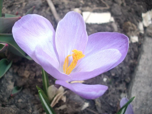 Bahar Bahçesinde Güzel Mor Çiçek — Stok fotoğraf