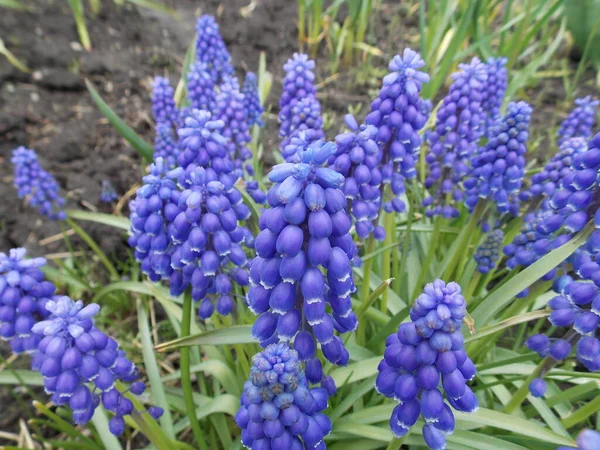 Beautiful Blue Flowers Spring Garden Photo — Stock Photo, Image