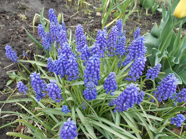 Beautiful Blue Flowers Spring Garden Photo — Stock Photo, Image