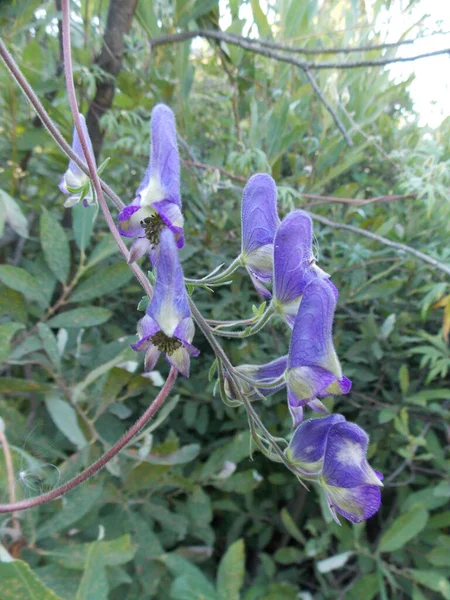 Piękne Dzikie Niebieskie Smocze Kwiaty Lesie — Zdjęcie stockowe