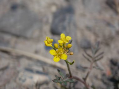 Yazın nehir kenarında güzel küçük çiçekler.