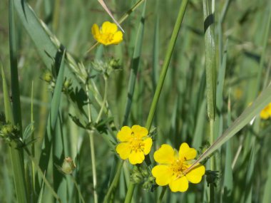Yaz otlağında güzel düğün çiçekleri