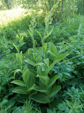 Çayırda güzel yaz bitkileri
