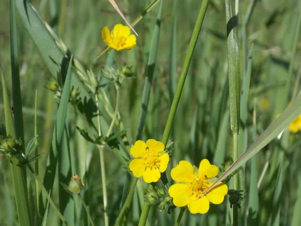 Yaz otlağında güzel düğün çiçekleri