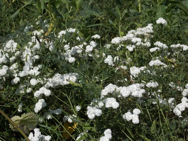 Красивые Белые Цветы Летнем Лугу — стоковое фото
