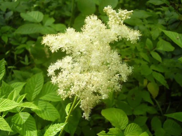 Hermosa Miel Pradera Blanca — Foto de Stock