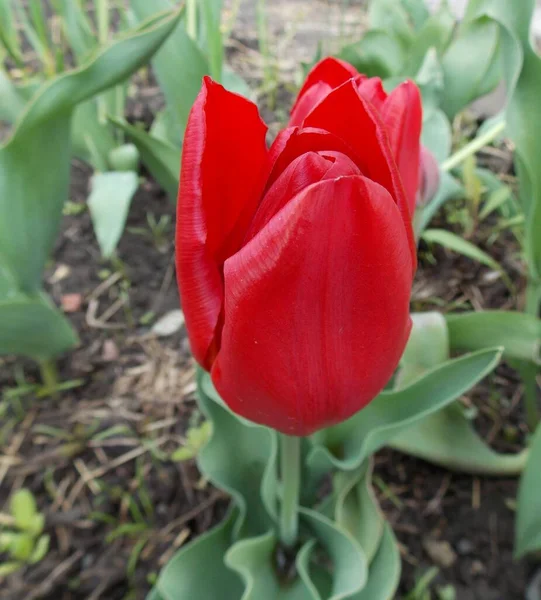 Beautiful Red Flower Spring Garden — Stock Photo, Image