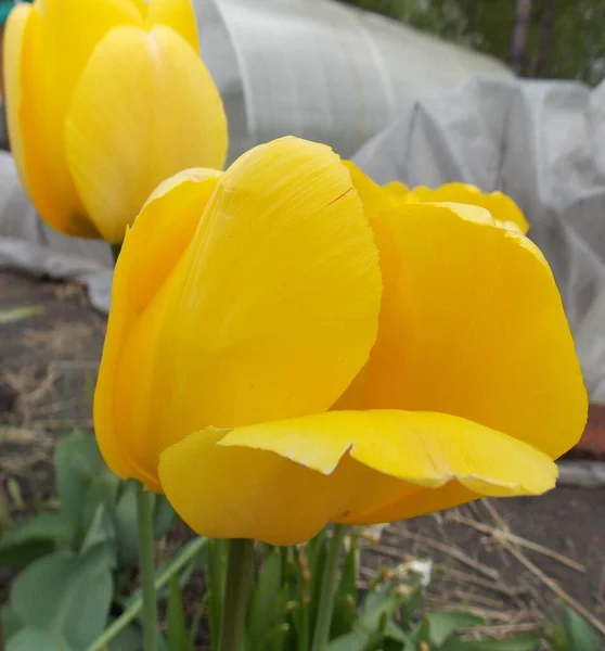 Beautiful Flower Spring Garden Photo — Stock Photo, Image