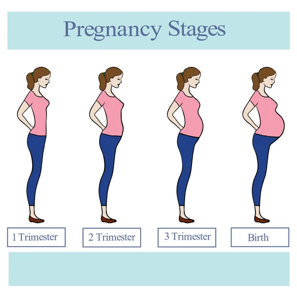 Pregnancy stages cartoon Vector Art Stock Images | Depositphotos Pregnancy stages cartoon Vector Art Stock Images | Depositphotos