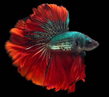 Güzel kırmızı Beta balığı hareketi, Siyam dövüşen balığı, Tayland 'ın Beta ihtişamı, siyah arka planda izole edilmiş..