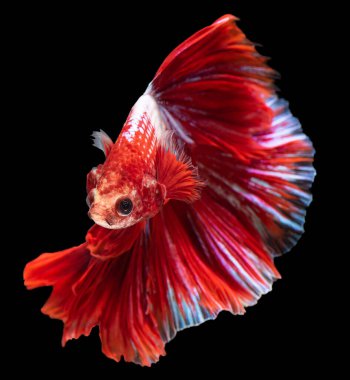 Kırmızı Betta balığına yaklaş. Güzel Siyam dövüş balığı, Betta ihtişamı siyah arka planda izole edilmiş..