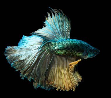 Yeşil Beta balığının güzel hareketi, Siyam dövüşen balığı, Tayland 'ın Beta ihtişamı, siyah arka planda izole edilmiş..