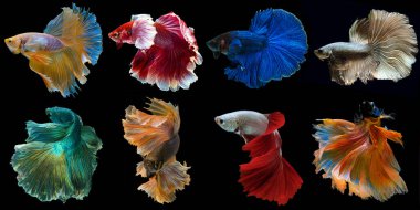 Çok güzel sekiz betta balığı seti, çok renkli Siyam dövüş balığı koleksiyonu, Halfmoon betta (Rosetail), siyah arka planda izole edilmiş beta ihtişamlarının ritmi.