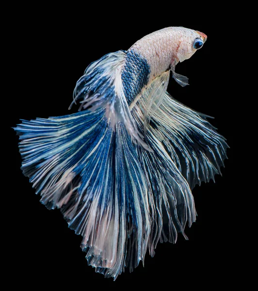 Beau Mouvement Poissons Betta Bleus Blancs Poissons Combat Siamois Betta — Photo