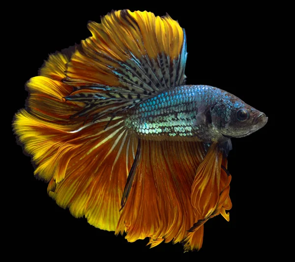 Schöne Bewegung Von Gelben Blauen Betta Fischen Siamesischen Kampffischen Betta — Stockfoto