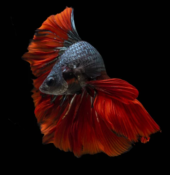 Belo Movimento Peixes Betta Azul Vermelho Peixes Siameses Combate Betta — Fotografia de Stock