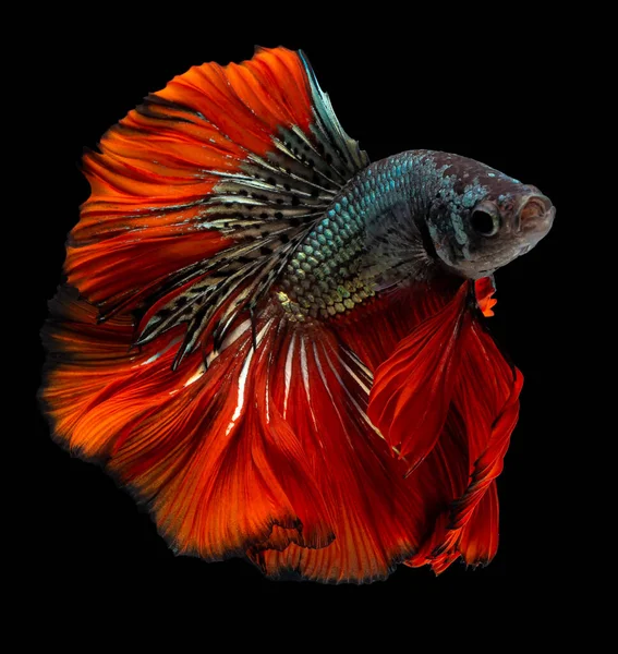 Bellissimo Movimento Pesce Rosso Blu Betta Pesce Combattente Siamese Betta — Foto Stock