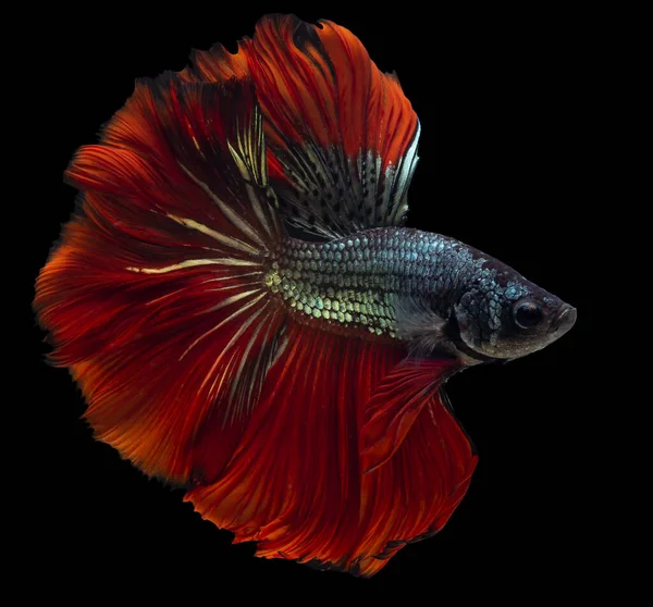 Bellissimo Movimento Pesce Rosso Blu Betta Pesce Combattente Siamese Betta — Foto Stock