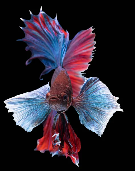 Bellissimo Movimento Pesce Rosso Blu Betta Ritmico Primo Piano Pesci — Foto Stock