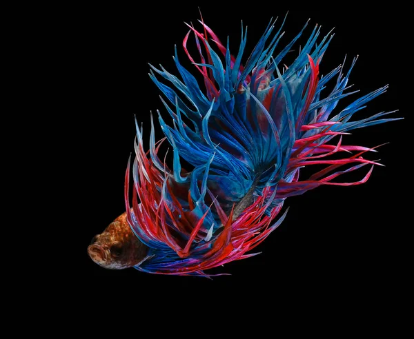 Bellissimo Movimento Coda Rossa Blu Betta Pesce Fantasia Mezzaluna Betta — Foto Stock