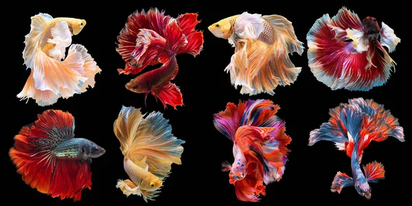 Çok güzel sekiz betta balığı seti, çok renkli Siyam dövüş balığı koleksiyonu, Halfmoon betta (Rosetail), siyah arka planda izole edilmiş beta ihtişamlarının ritmi.