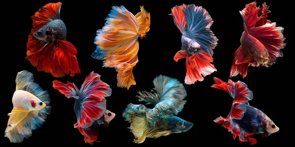 Set of beautiful eight betta fish, Collection in varies movement of multi color Siamese fighting fish, Halfmoon betta (Rosetail), Rhythmic of betta splendens isolated on black background.