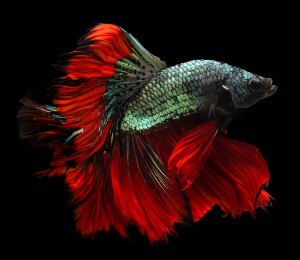 Bellissimo Movimento Pesce Rosso Blu Betta Pesce Combattente Siamese Betta — Foto Stock